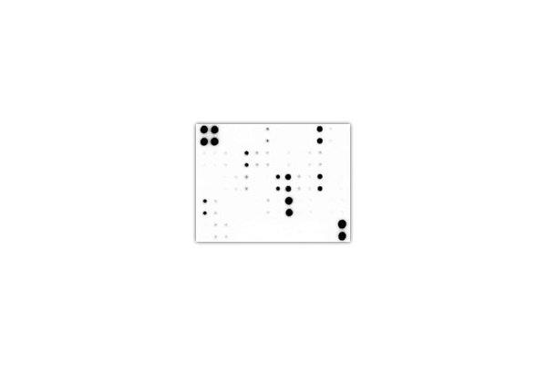 RayBio C-Series Membrane-Based Antibody Arrays