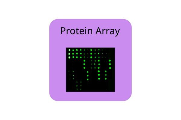 RayBiotech CTLA4 Epitope Mapping Peptide Array