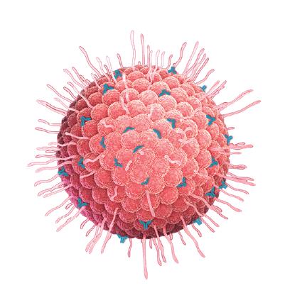 Rational - Human Herpes Simplex Virus Type-1(HSV) Vaccine By Rational ...