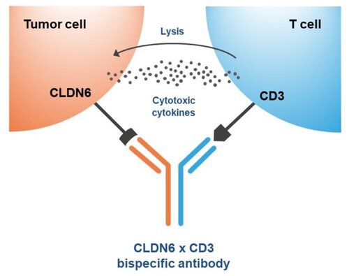 Context CTIM-76 Claudin 6 x CD3 Bispecific Antibody