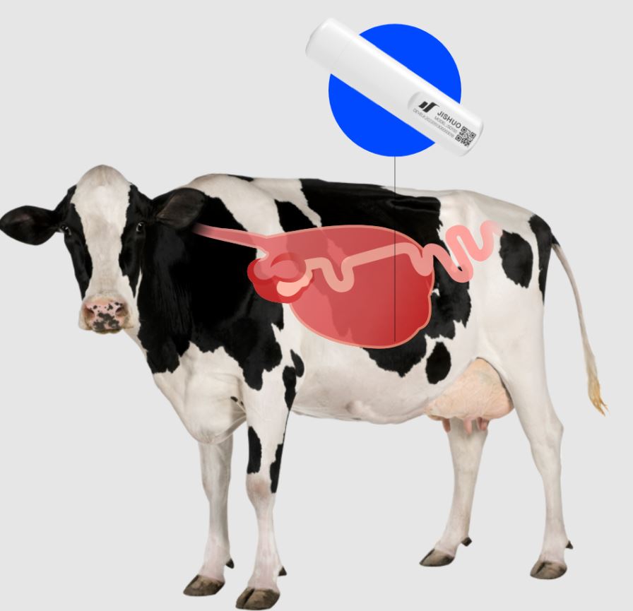 Smart Rumen Bolus for Cow Monitoring | Agriseen Technology Co.,LTD