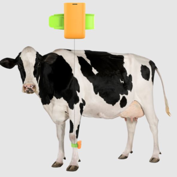LoRaWAN Cattle Leg Tag | Agriseen Technology Co.,LTD