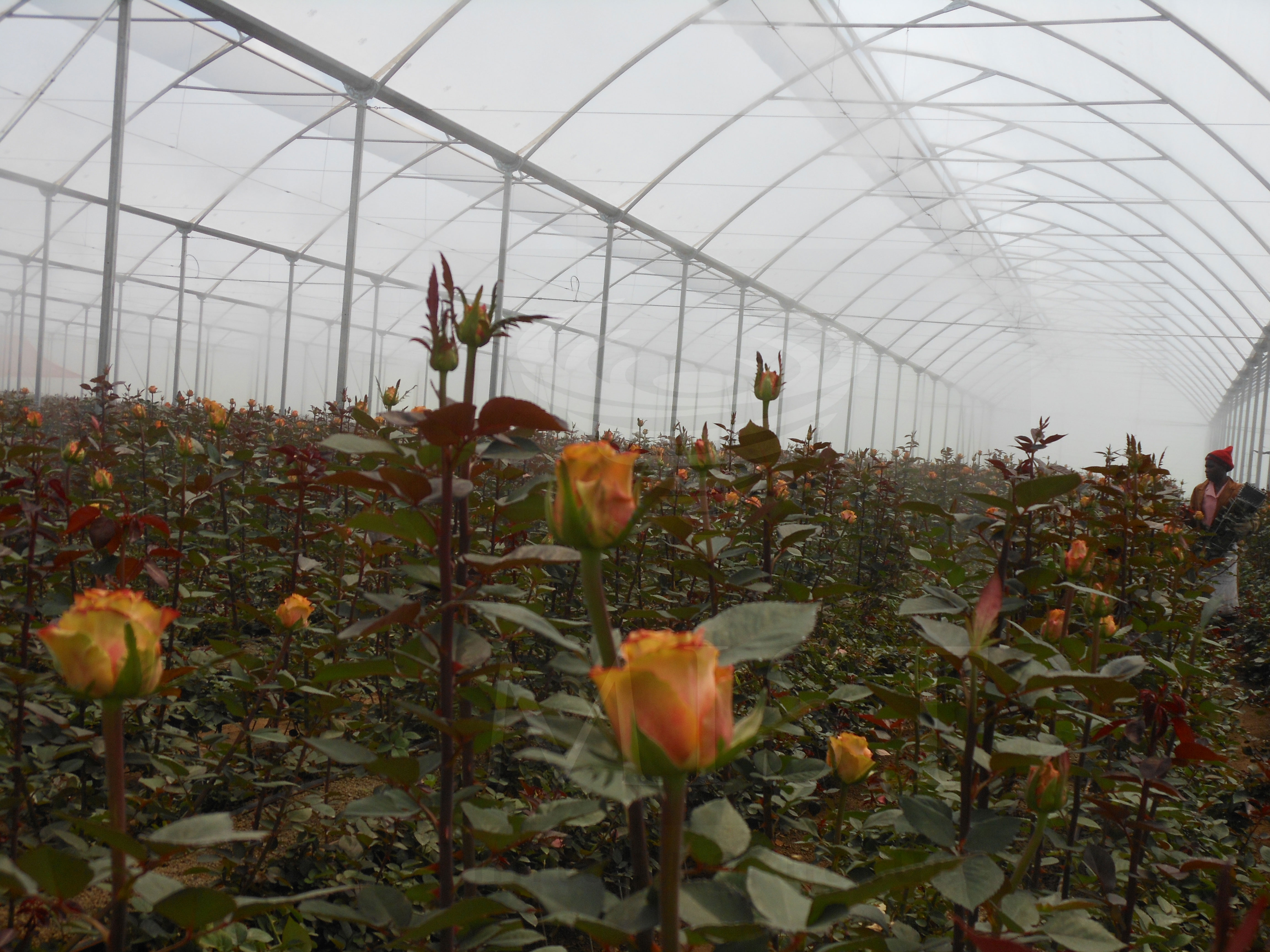 Mist & Cool System for Cooling, Humidification, and Dust Suppression ...