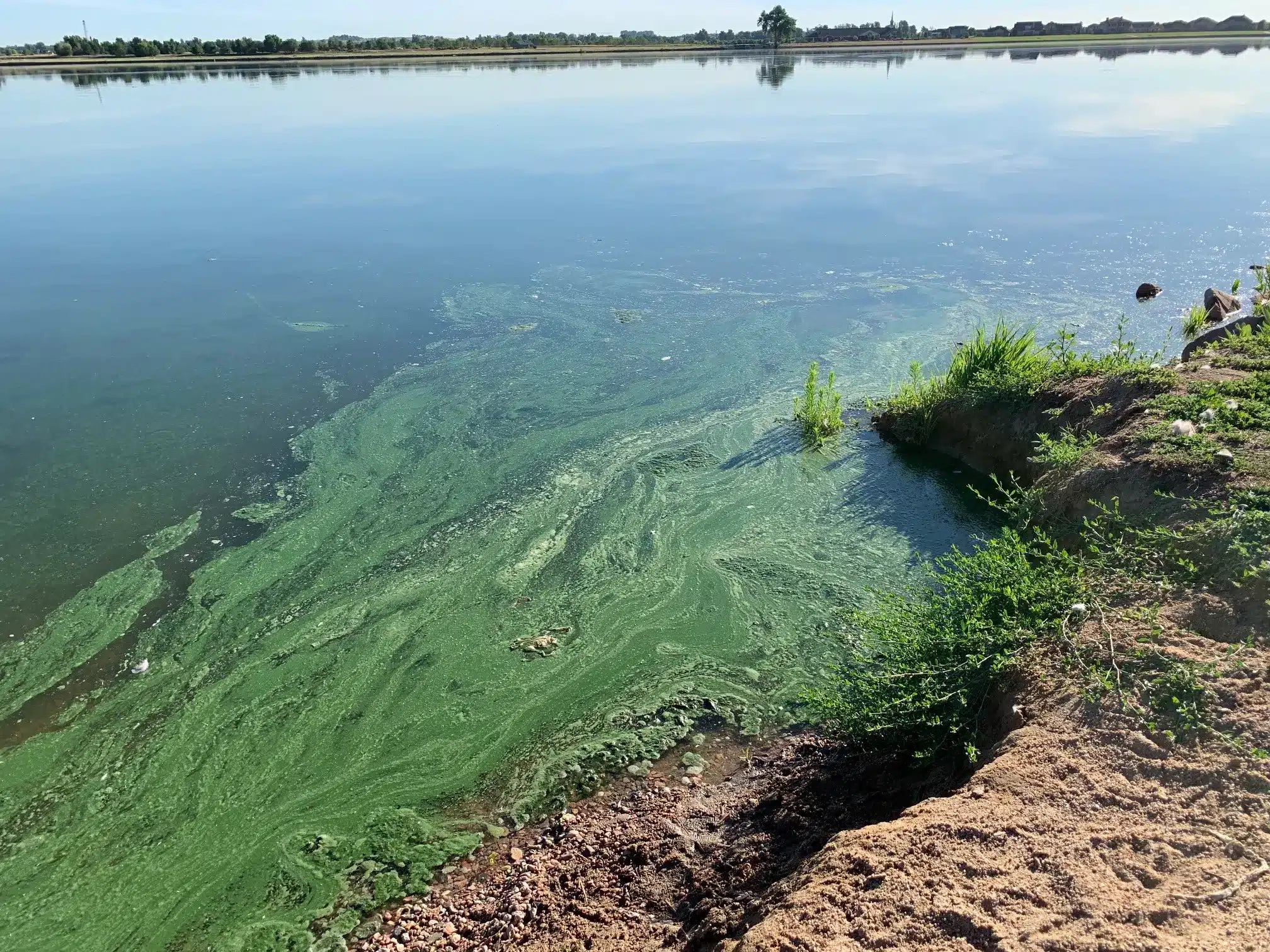 How to Resolve Lake Algae: Guide to Effective Algae Control